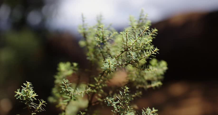 A close up view of a tree is displayed