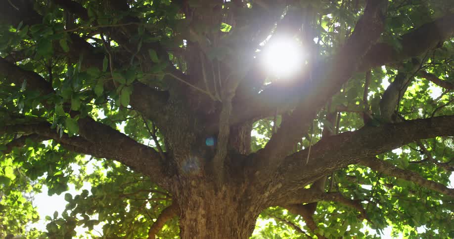 The sun shines through the green tree