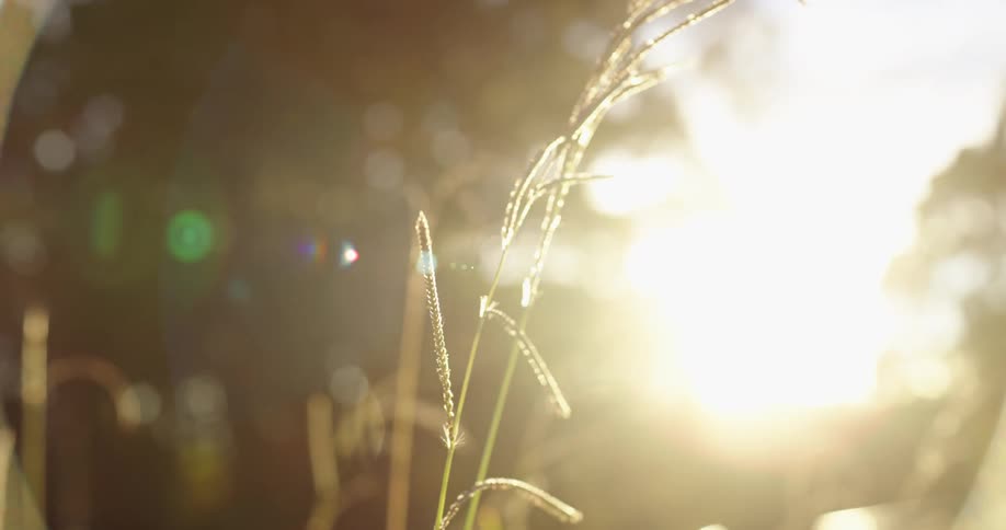 Sunlight over the grass at sunset