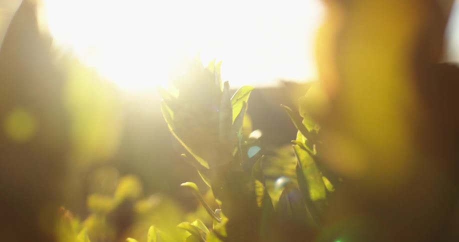 Close up of plants and blooms