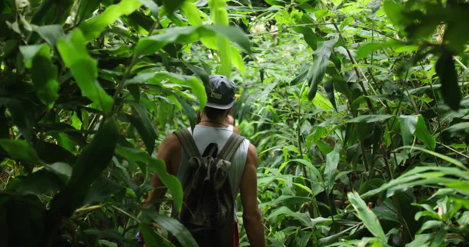A small group of friends walk in a tropical forest and trees and plants grow very closely together
