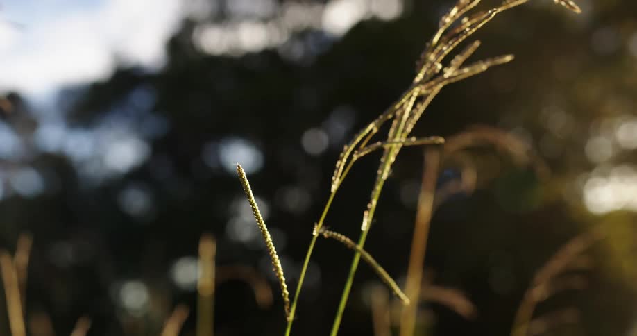 Sunlight shining through the branches of a tree onto a stalk of grass