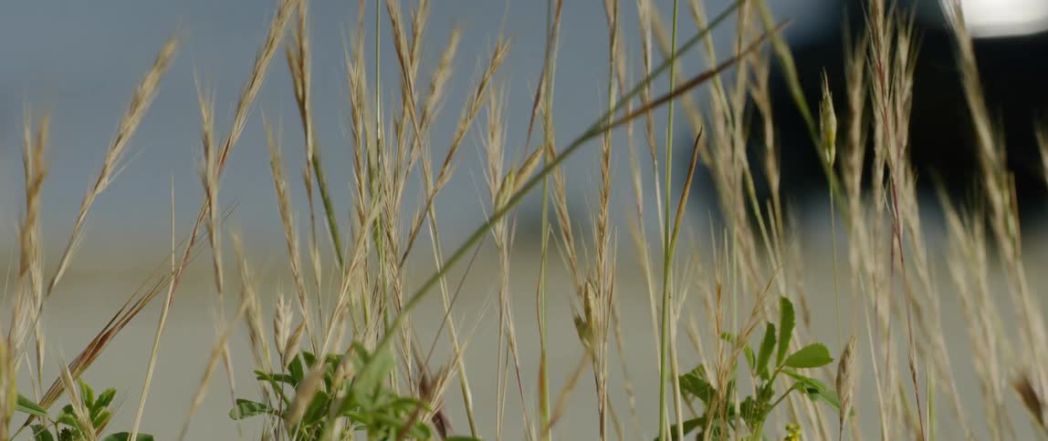 A truck pulling a trailer drives past a field with tall weeds