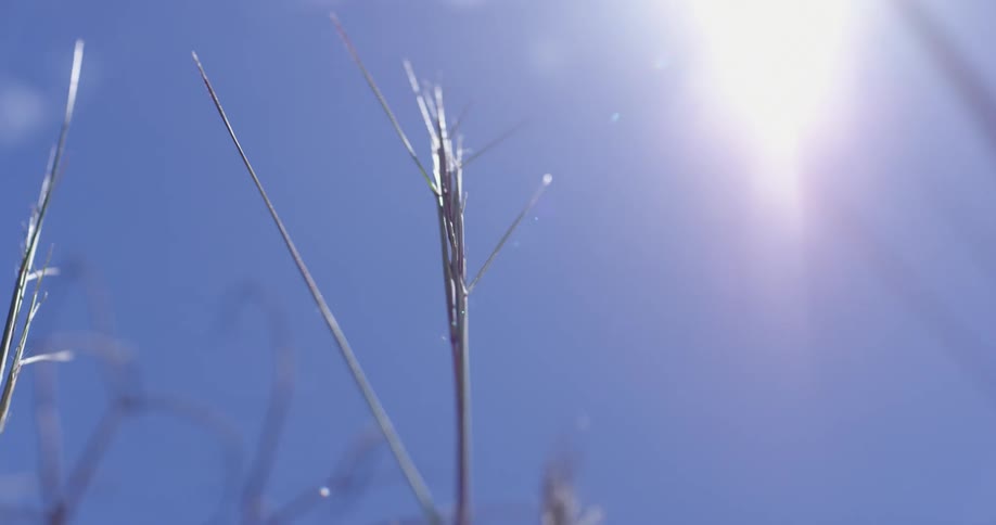 The weed is blowing in the wind on a sunny day