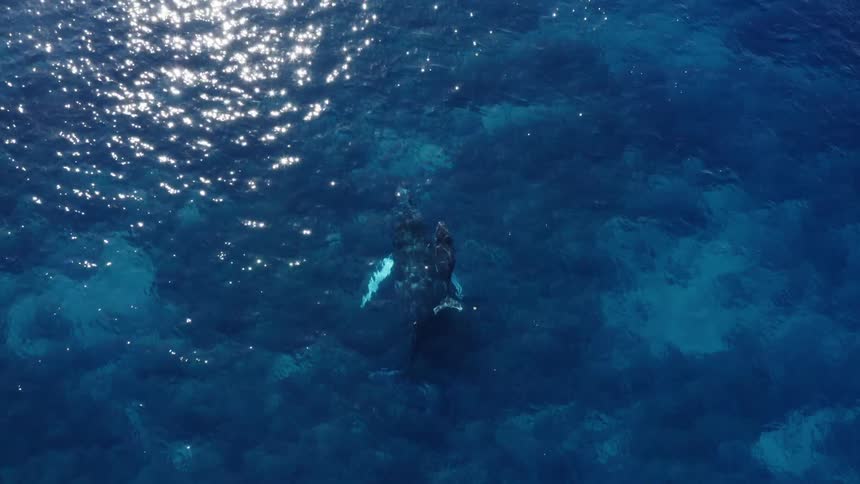A whale and its baby swimming in the ocean