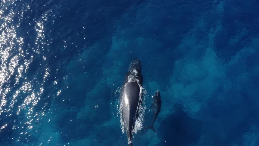 A whale takes a baby whale out for a swim in the ocean