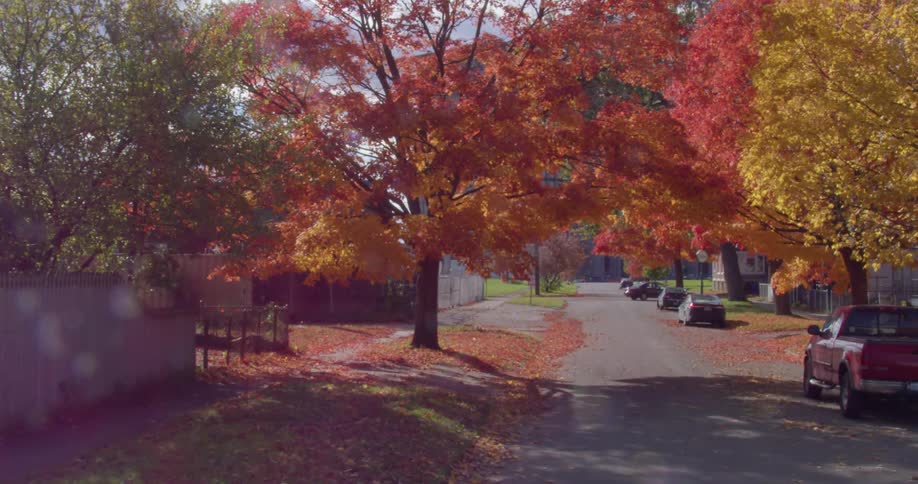 Trees covered in fall leaves on a neighborhood street