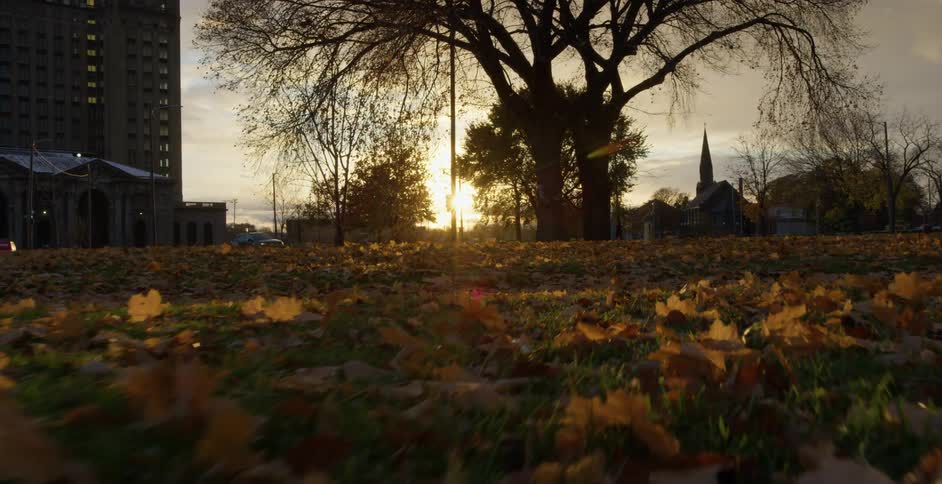 The field in the park is covered with leaves