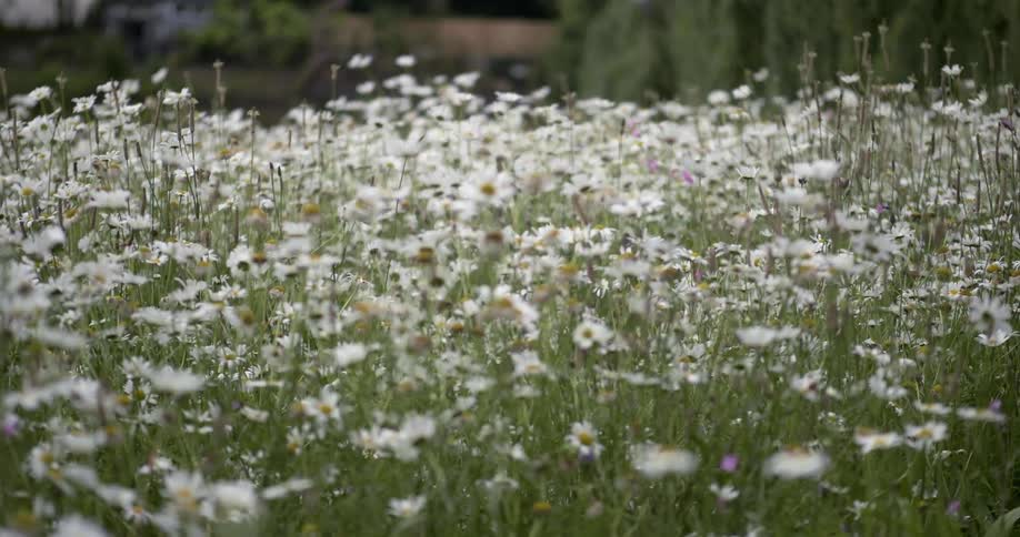 Daisies grow in a field