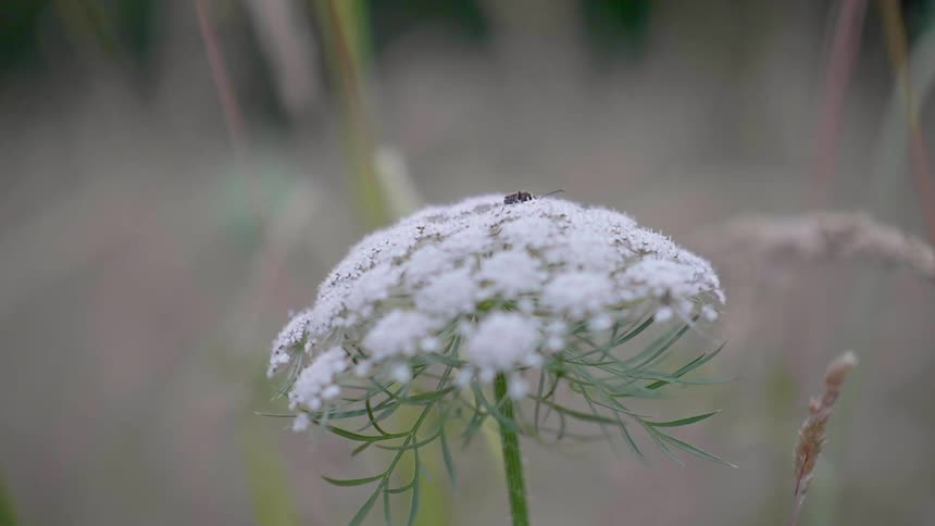 A close up view of a white petals