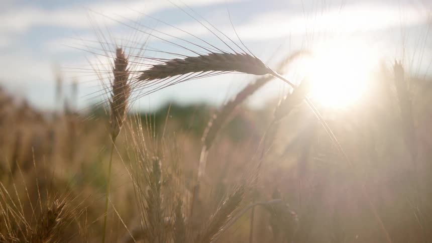 The sun sets in the distance from a wheat field
