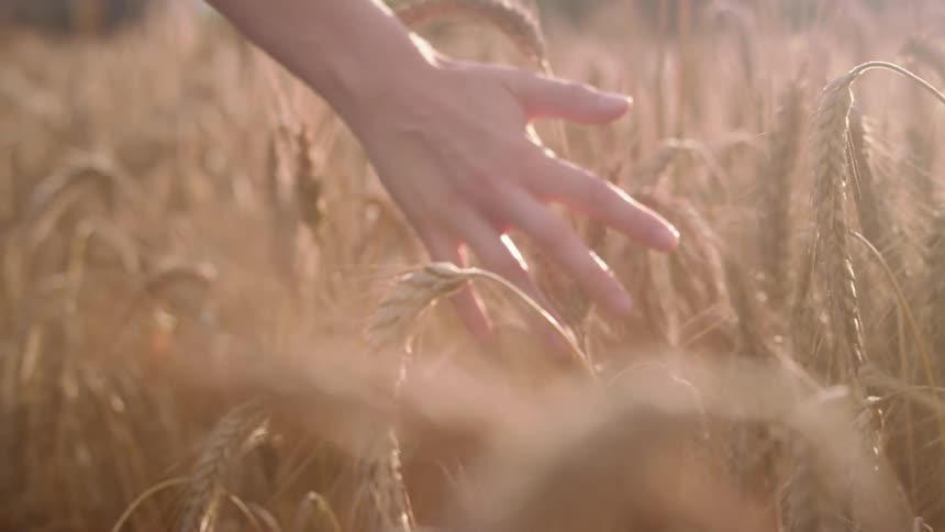 A hand touches wheat as the person walks through a field