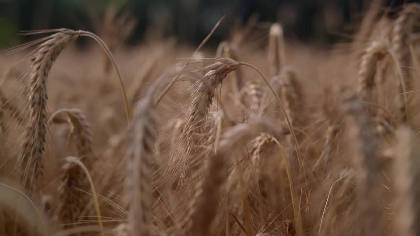 Close up of a large wheat field with yellow wheat