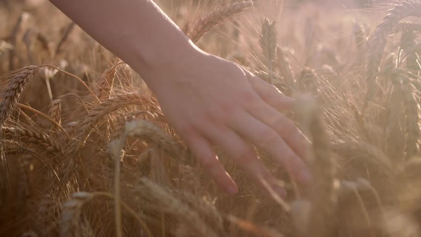 A hand brushes over a field of wheat