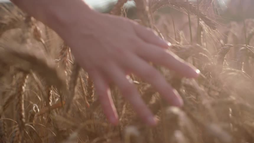 A person's hand tracing along a field of wheat