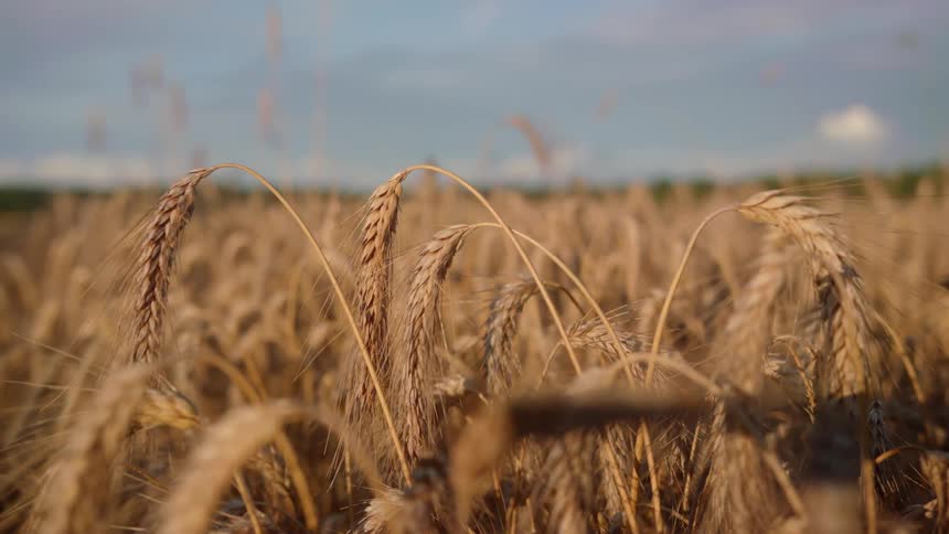 Close up of a field on a cloudy day