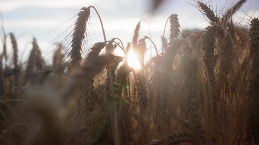 The sun shining on wheat