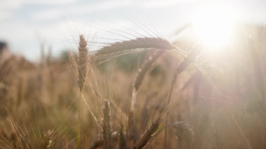 Close up of some wheat from a field as the sun sets