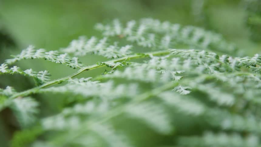 Close up of leaves on a plant
