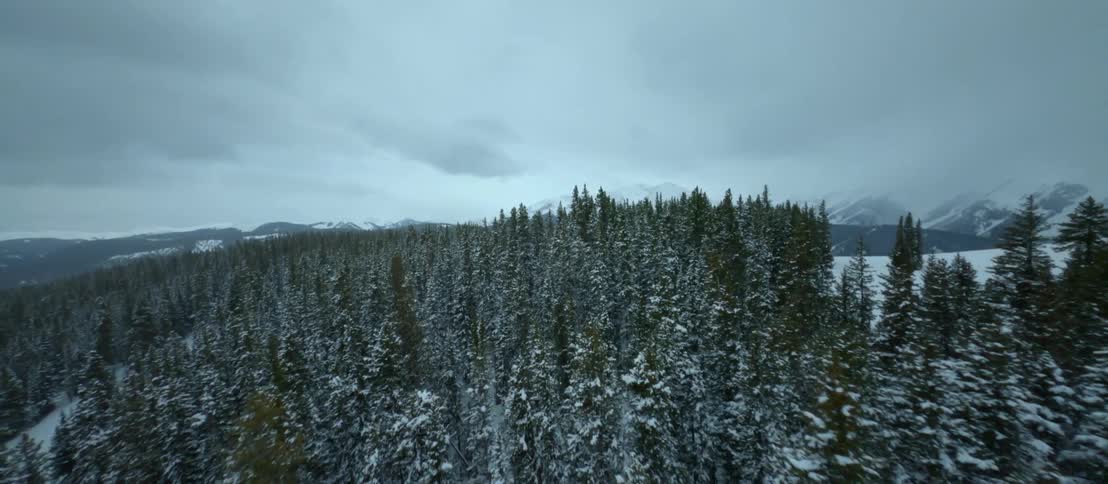 Aerial view of a pine forest on a snowy landscape near mountains