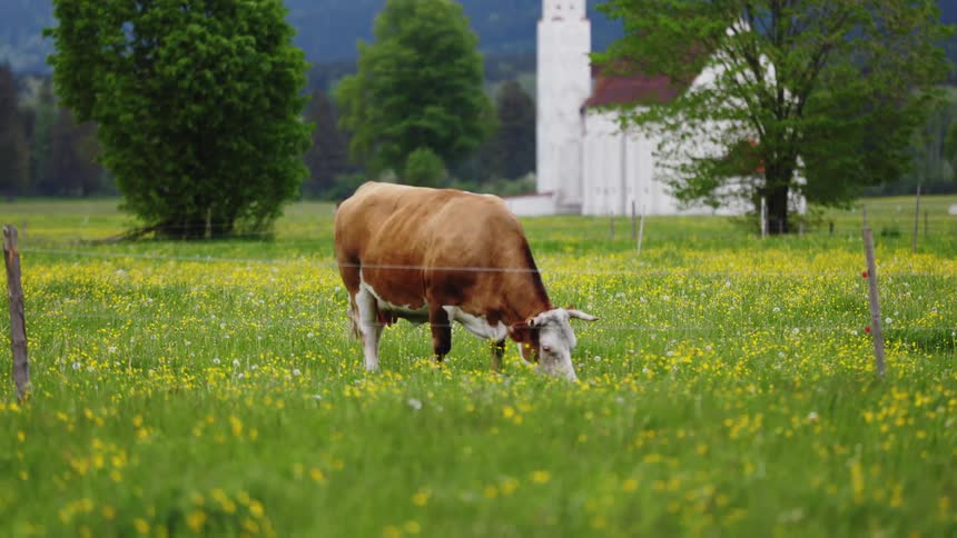 Cow grazing on a pasture near a church in the countryside