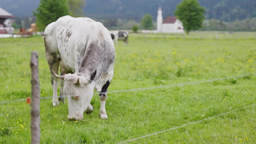 A cow grazing in a pasture