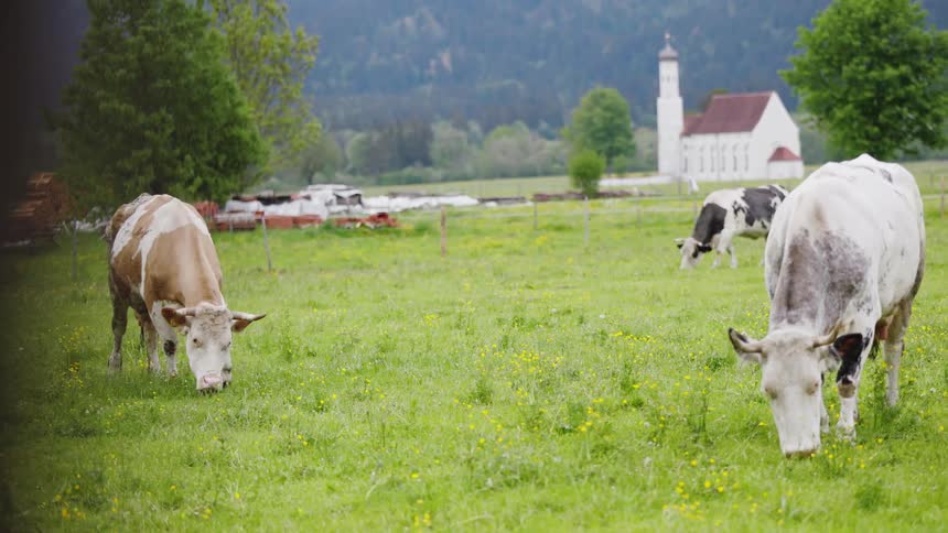 Cows are grazing on grass in a rural area