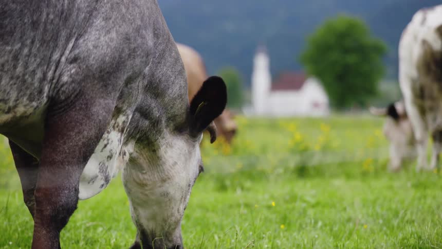 Cows grazing on a pasture near a church out in the distance