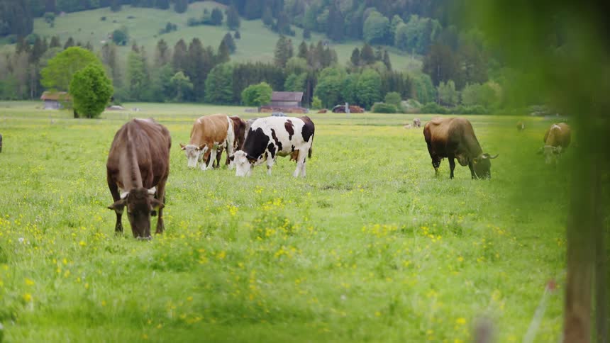Cows grazing on a field with trees and hills in the background