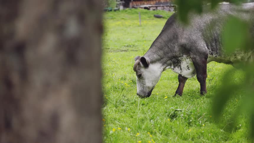 A cow grazing in a pasture