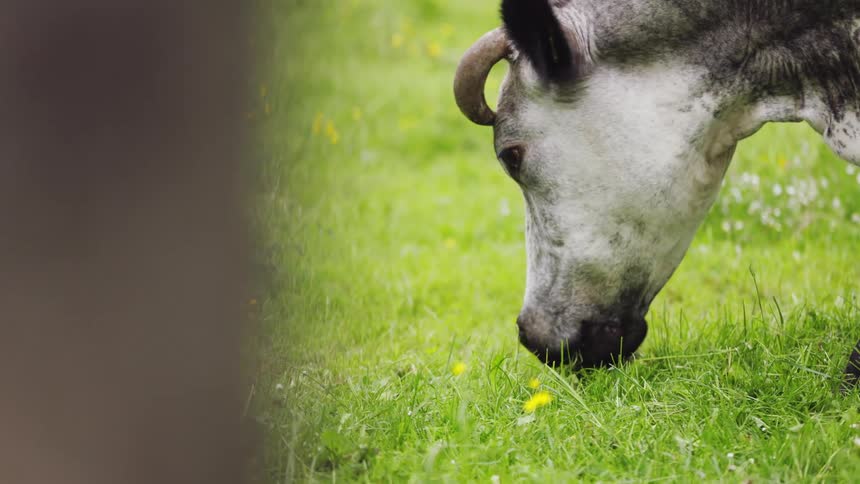 Cow grazes on the grass in the field