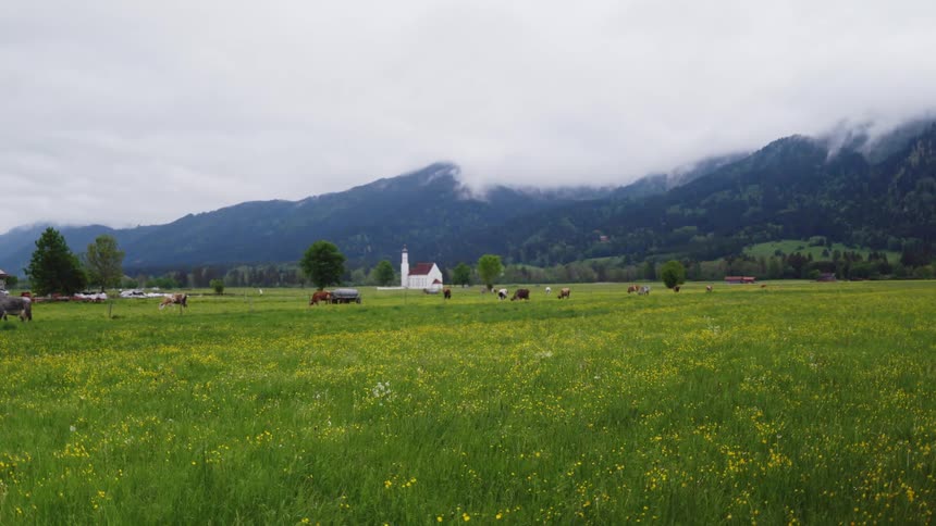 Cattle grazing in the distance on a pasture near a church in the country