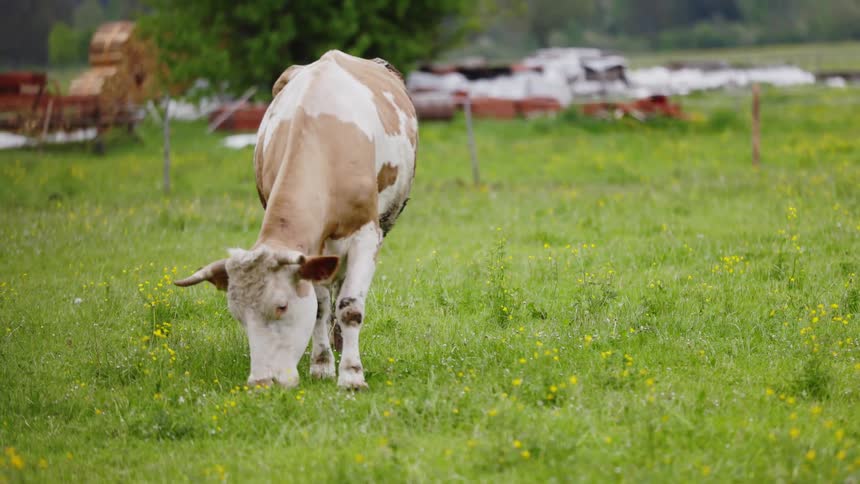 A cow grazing in a pasture