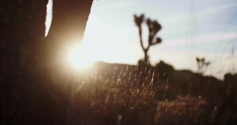 The silhouette of joshua trees with the sun shining and glaring from behind a rock