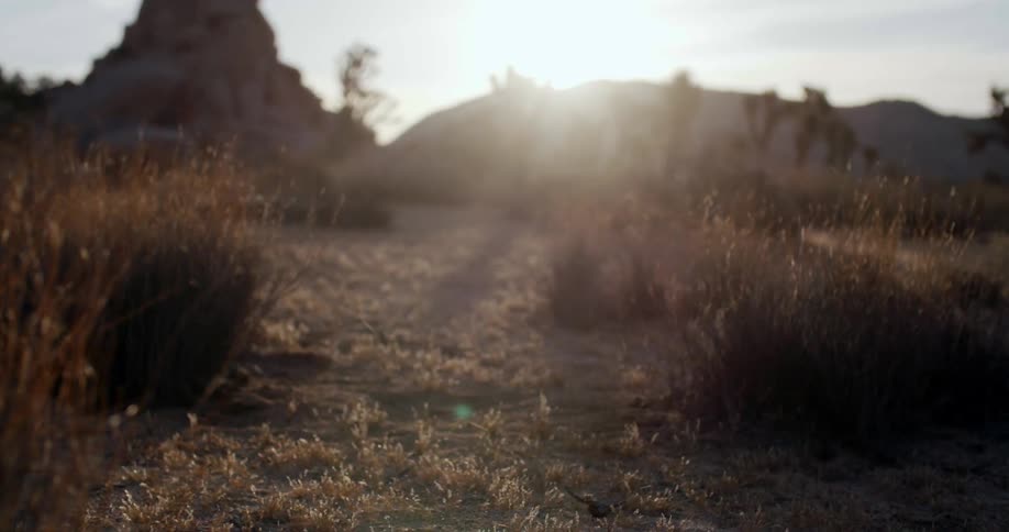 Desert plants and bushes at sunset