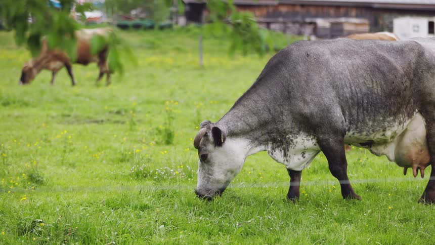 Two cows eat grass in a field near a run down barn