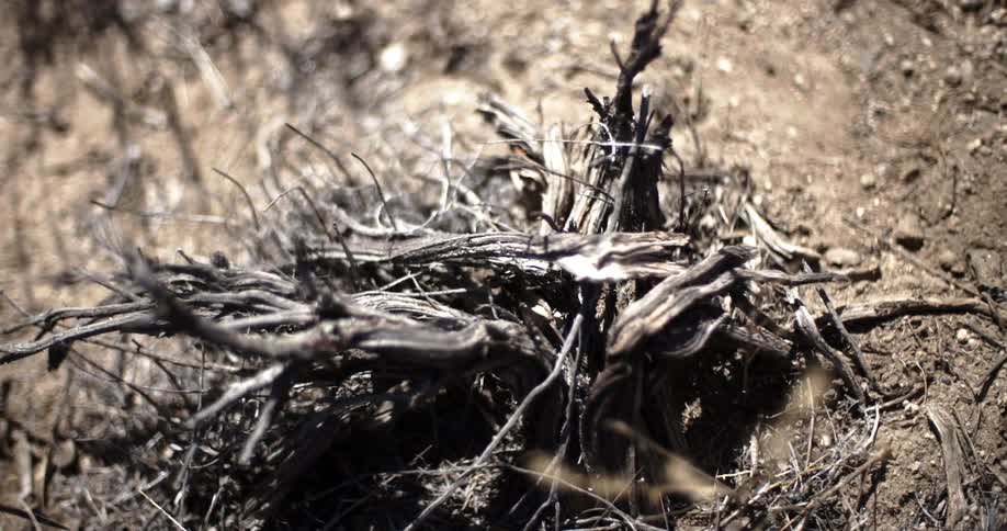 A fly alights from a pile of sticks outdoors
