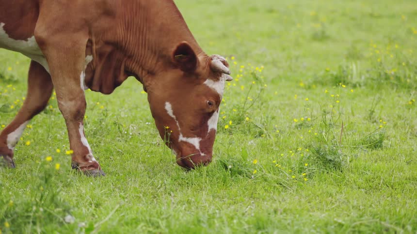 A cow is grazing on the farm