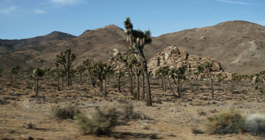 Joshua trees on a desert near the mountains under blue sky