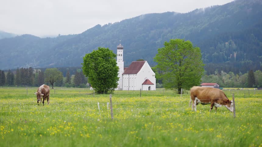 Cows grazing in a field in front of a church