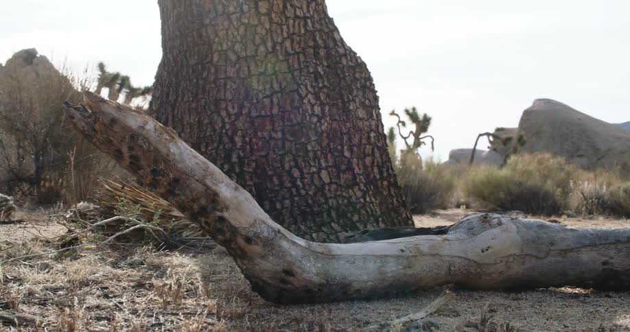 A log next to a tree with boulders and the sky in the background