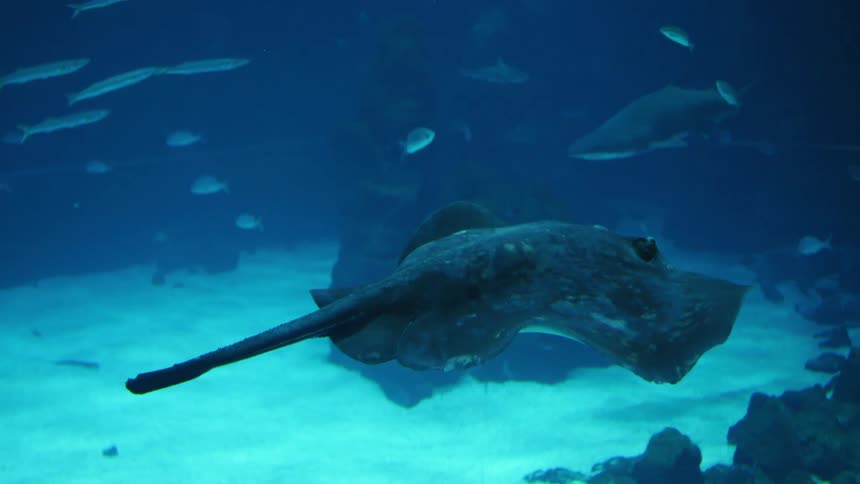 A stingray and fish swimming underwater