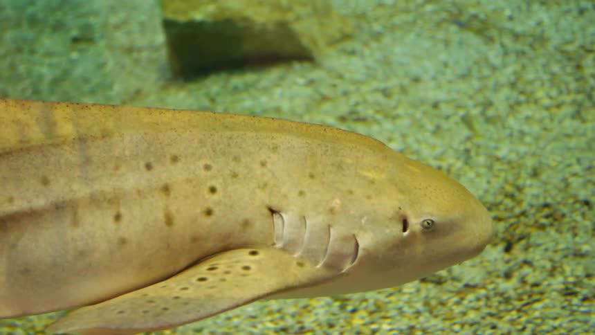 Fish swimming in a fish tank in an aquarium