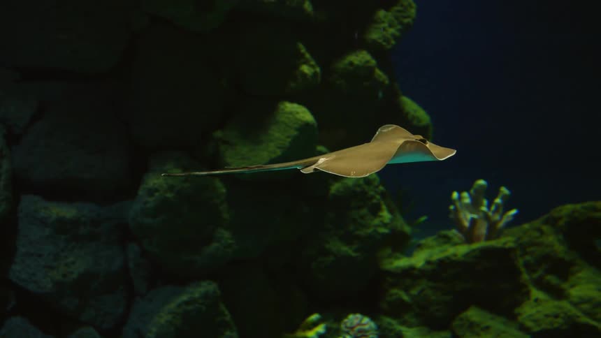 Sea life swimming under water