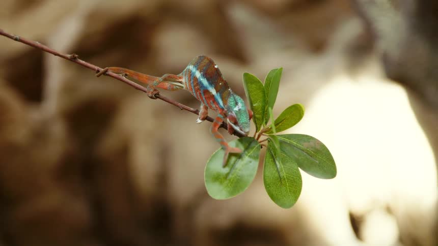 Chameleon walking across branch to plant leaves