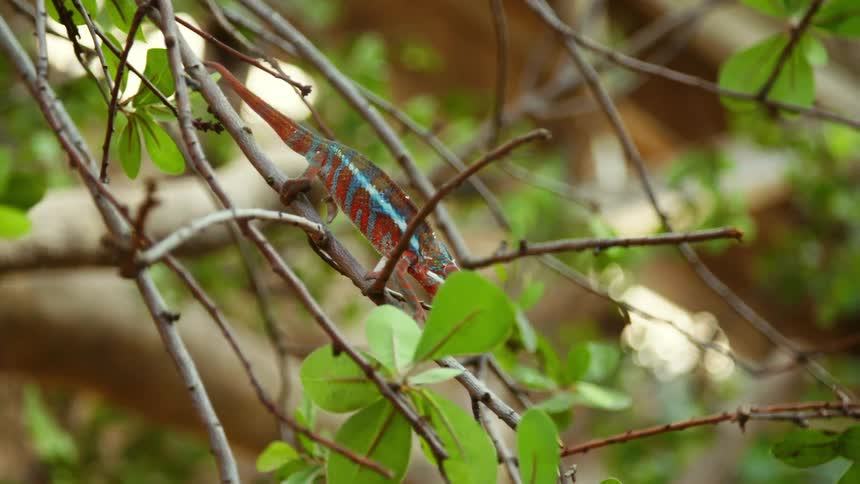 Multicolored chameleon slowly walks down thin branch