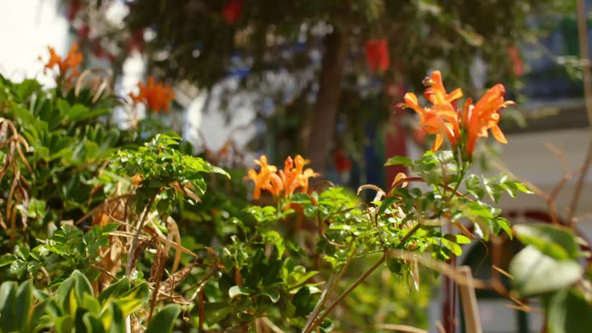 Orange flowers grow outside a house in a neighborhood