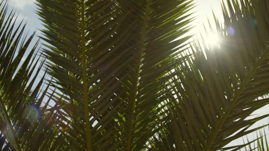 Sunlight peaks between dense leaves on a palm tree