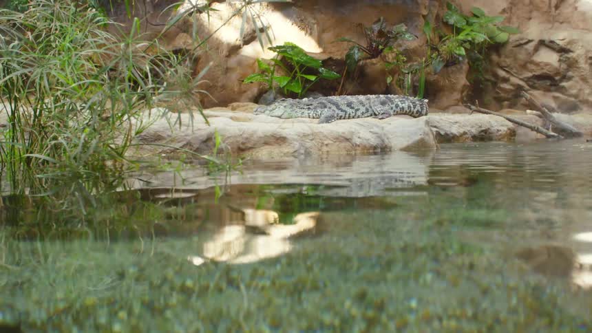 A reptile sunbathes on a rock while fish swim in the pond below