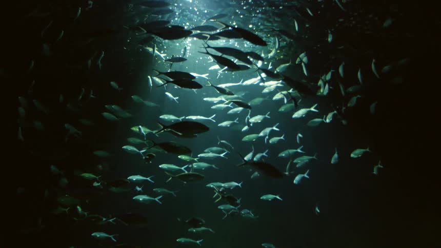 A school of fish swimming around a beam of sunlight that pierces through the dark waters